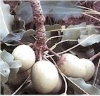 BIO Sheabutter Organisch geraffineerd  INCI: Butyrospermum Parkii va 100gr0gr