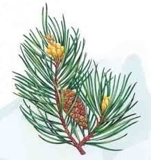 Latchenkiefer ( bergden) 100% natuur INCI: Pinus Mugo Herb oil Montana Oosterijk