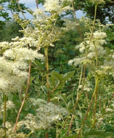 Moerasspirea 50gr INCI; Filipendula ulmaria