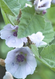 Heemstblad 50gr  INCI: althaea officinalis.