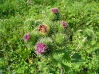 Klitwortel/Arctium lappa va 50gr