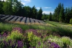 Lavendel Woods allergeen vrij