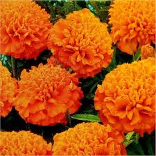 Tagetes ( afrikaantje) 10ml INCI:  Tagetes minuta L Egypte 100%