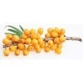 Seabuckthorn ( duindoornolie) va 10ml INCI: Hoppophae Rhamnoides