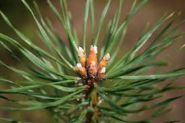 Grove Den ( Kiefernadeln)   Pinus Silvestrus