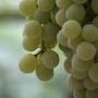 Druivenpitolie INCI: Vitis Vinifera v.a. 100ml geraffineerd
