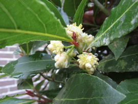 Bayberry