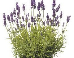 Lavendel Angustifolia Kroatie 10ml  INCI Lavandula Angustifolia 100%