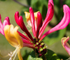 Heavenly Honeysuckle BB1215 ( kamperfoeli)