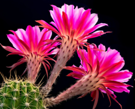 Cactus Flower BB 1775