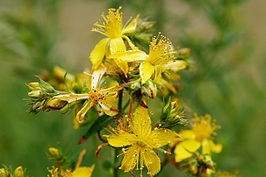 Sint Janskruid INCI: Hypericum 50gr