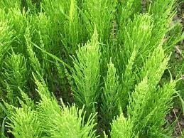 Heermoes /Paardenstaart va 50gr INCI;Equisetum arvense