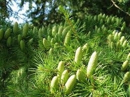 Ceder 10ml INCI:Juniperus Mexicana Virginia