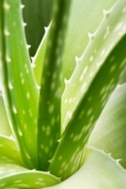 Aloeveragel  vloeibaar 100ml INCI: Aloe Barbadensis Gel, Sodium Benzoate, Citric Acid, Potassium Sorbate