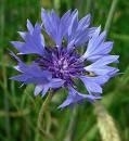 Korenbloemen 50gr Centaurea cyanus