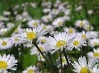 Madeliefje gemalen  INCI:  Bellis perennis 50gr.