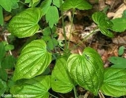 Yamswortel extract va 50ml