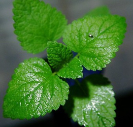 Kruizenmunt va 50gr Folia Mentha crispae