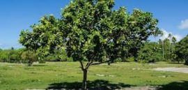 Tamanu olie va 25ml  Calophyllum Indophyllum