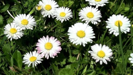 Madeliefje bloemen va 50gr INCI- Bellis perennis