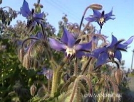 Komkommerkruidolie  INCI:Borago Officinalis 100ml koudgeperst