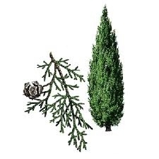 Cypres 10ml INCI:Cupressus sempervivens Frankrijk