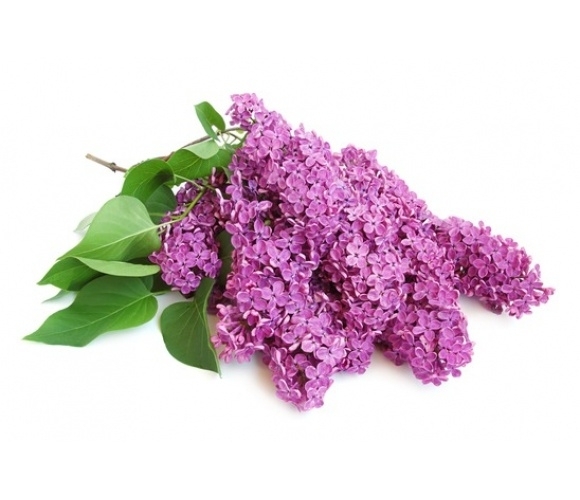 Lilac /Sering hypo allergeen