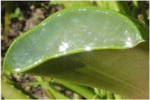 Aloevera olie INCI: Aloe Barbadensis/ Glycine Soja v.a. 100ml ( maceraat)