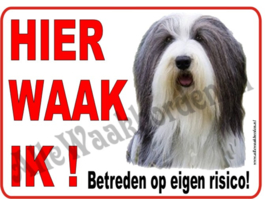 Bearded Collie 246