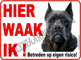 CANE CORSO 122