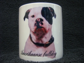 AMERIKAANSE BULLDOG