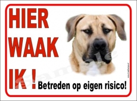 BOERBOEL 117 B