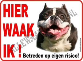 Pitbull Terriër 171 (Bruin Wit)