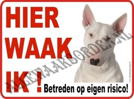 BULLTERRIËR WIT 119 A