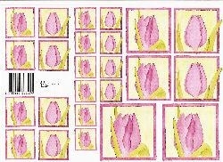 knipvel: roze tulpen