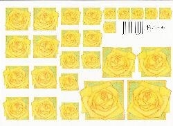 knipvel: gele rozen