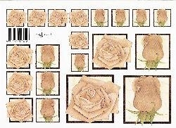 knipvel: bruine rozen