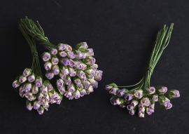 Roosbud lila-wit