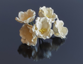 Lotus gebroken wit 3,5 cm 5 stuks