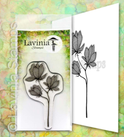 Lilium LAV653