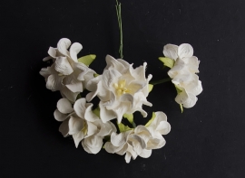 Gardenia ivoor