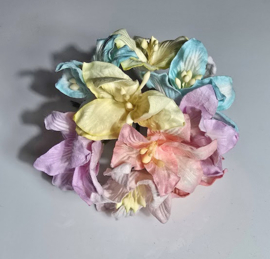 Lelie mix 10 st. 3 cm