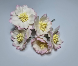 Lotus Roze/wit 5 st. 3,5 cm
