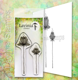 Lilium Set LAV654