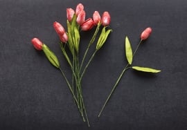 Tulp rood/wit 5 st. 1,5 cm