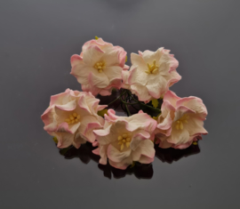 Gardenia roze/wit 5 stuks, 4 cm