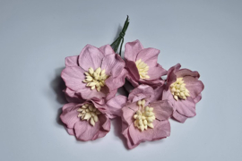 Lotus Flower Roze 5 stuks  3,5 cm