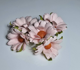 Chrysanten roze 5 stuks,  4,5 cm