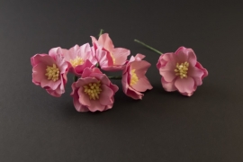Lotus Cyclaam roze