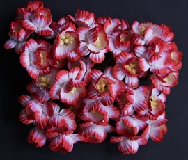 Cherry rood/wit 5 stuks, 2,5 cm